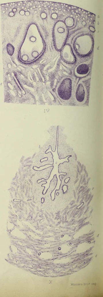 An illustration from Atlas of histology / by E. Klein and E. Noble Smith., 1880, leaf 402