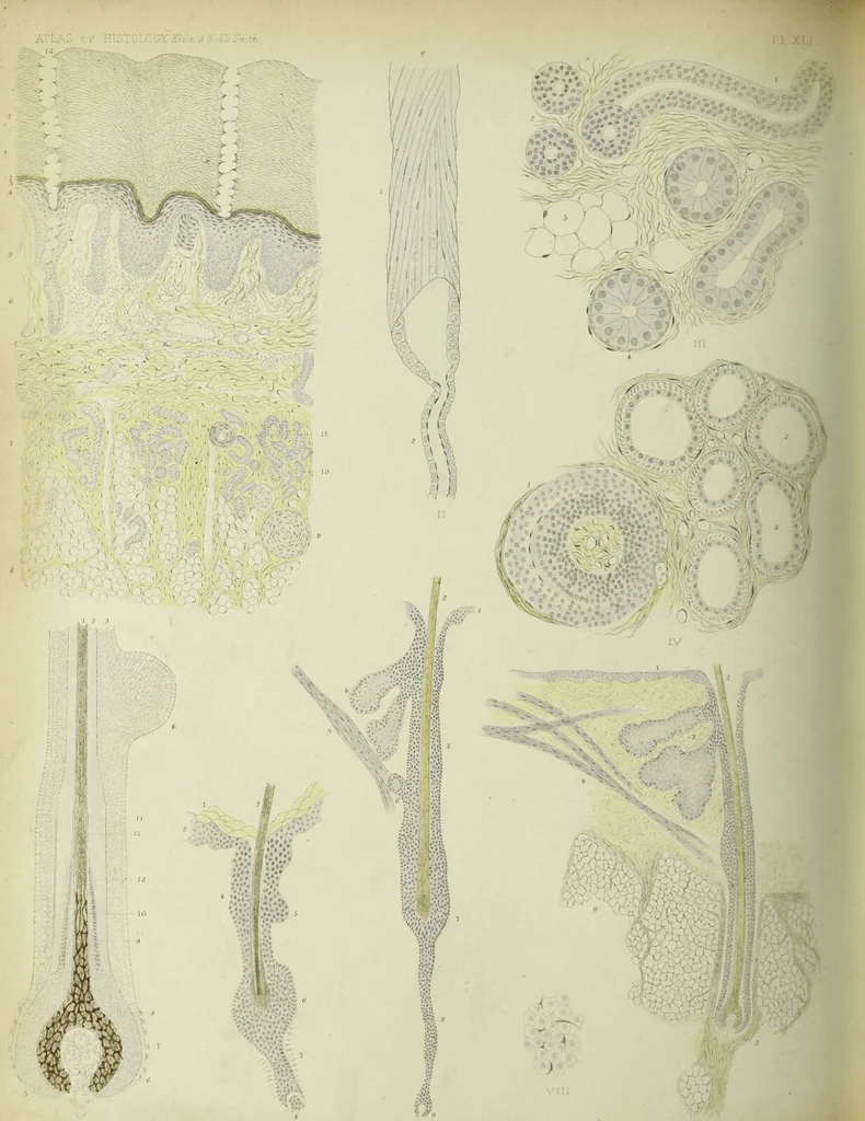 An illustration from Atlas of histology / by E. Klein and E. Noble Smith., 1880, leaf 476