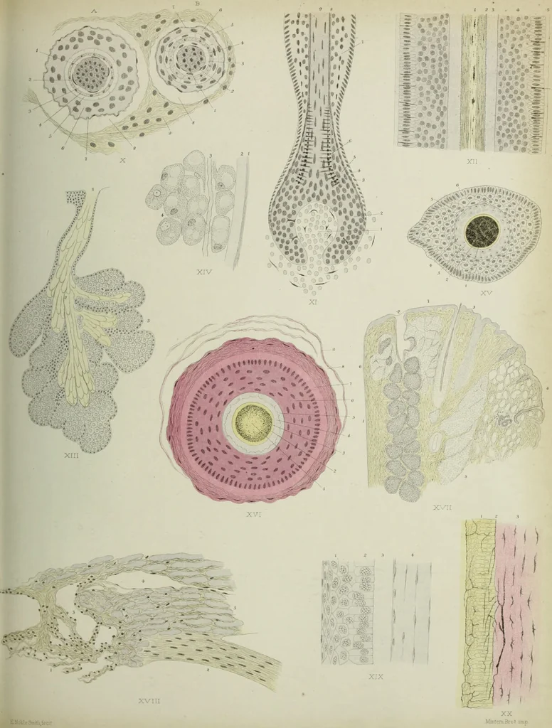 An illustration from Atlas of histology / by E. Klein and E. Noble Smith., 1880, leaf 481