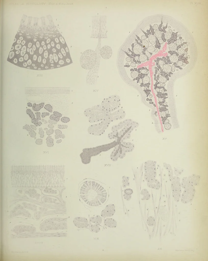 An illustration from Atlas of histology / by E. Klein and E. Noble Smith., 1880, leaf 531