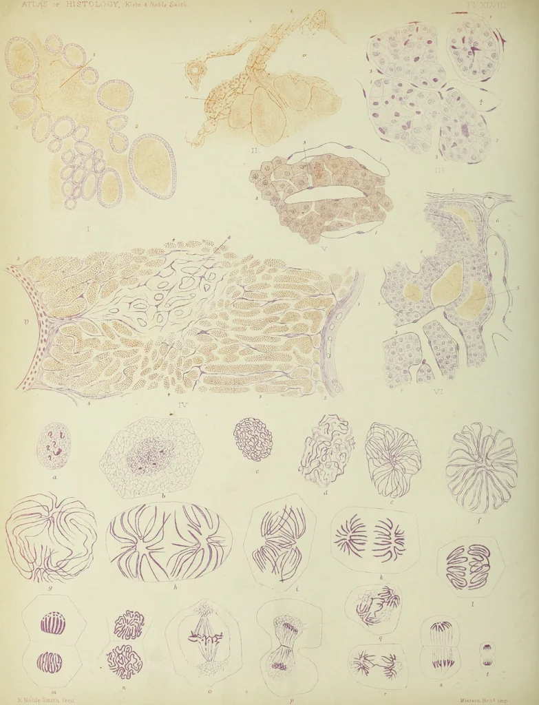 An illustration from Atlas of histology / by E. Klein and E. Noble Smith., 1880, leaf 560