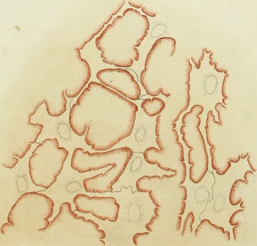An illustration from Atlas of histology / by E. Klein and E. Noble Smith., 1880, leaf 58