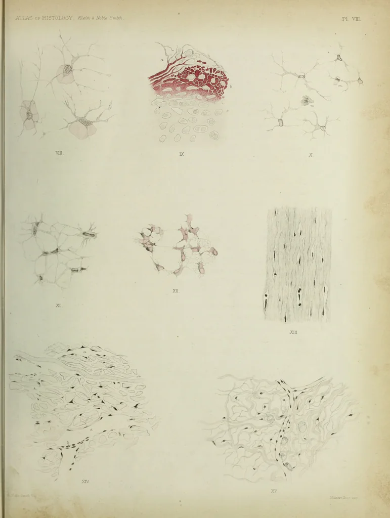 An illustration from Atlas of histology / by E. Klein and E. Noble Smith., 1880, leaf 63
