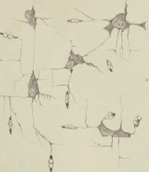 An illustration from Atlas of histology / by E. Klein and E. Noble Smith., 1880, leaf 75