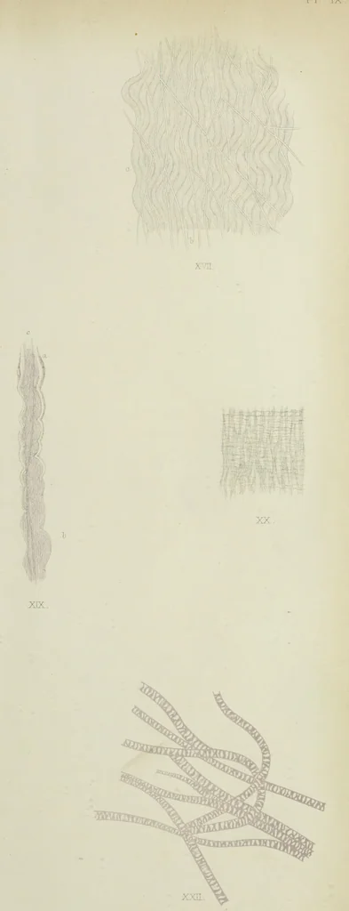 An illustration from Atlas of histology / by E. Klein and E. Noble Smith., 1880, leaf 75