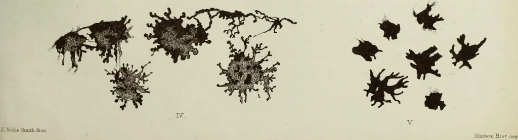 An illustration from Atlas of histology / by E. Klein and E. Noble Smith., 1880, leaf 83