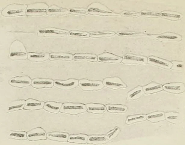 An illustration from Atlas of histology / by E. Klein and E. Noble Smith., 1880, leaf 91