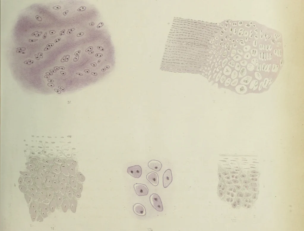 An illustration from Atlas of histology / by E. Klein and E. Noble Smith., 1880, leaf 91
