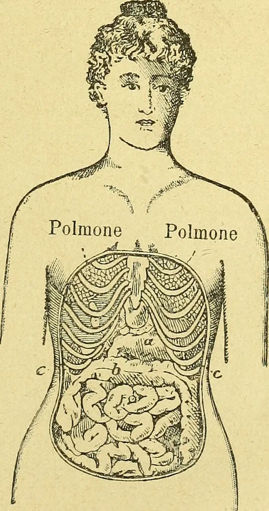 An illustration from La nuova medicina natural : trattato d'insegnamento e di consultazione sul metodo di curare e di guarire le malattie seguendo le leggi di natura / di F.E. Bilz., 1895, leaf 197