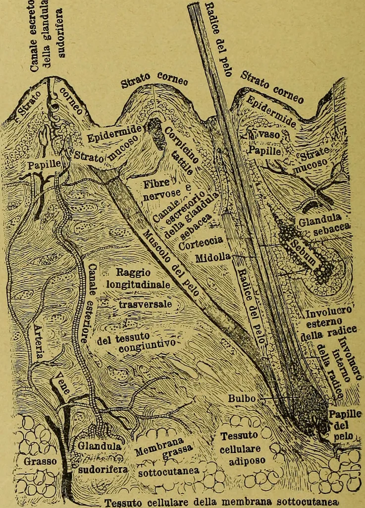 An illustration from La nuova medicina natural : trattato d'insegnamento e di consultazione sul metodo di curare e di guarire le malattie seguendo le leggi di natura / di F.E. Bilz., 1895, leaf 222