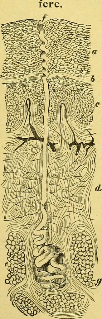 An illustration from La nuova medicina natural : trattato d'insegnamento e di consultazione sul metodo di curare e di guarire le malattie seguendo le leggi di natura / di F.E. Bilz., 1895, leaf 223