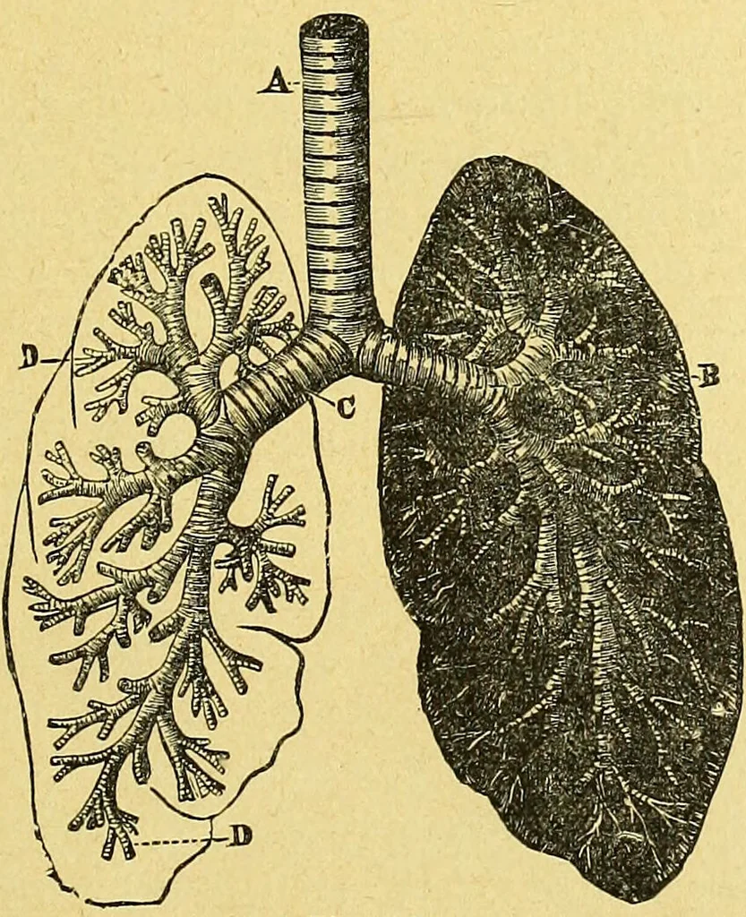 An illustration from La nuova medicina natural : trattato d'insegnamento e di consultazione sul metodo di curare e di guarire le malattie seguendo le leggi di natura / di F.E. Bilz., 1895, leaf 243