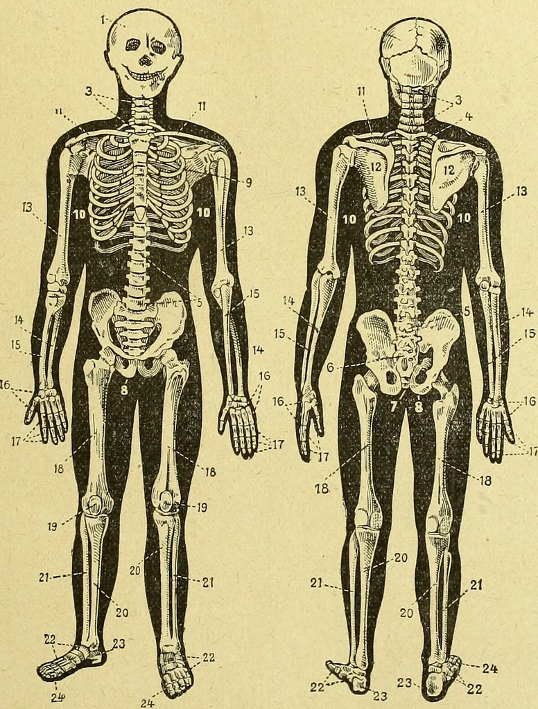 An illustration from La nuova medicina natural : trattato d'insegnamento e di consultazione sul metodo di curare e di guarire le malattie seguendo le leggi di natura / di F.E. Bilz., 1895, leaf 249