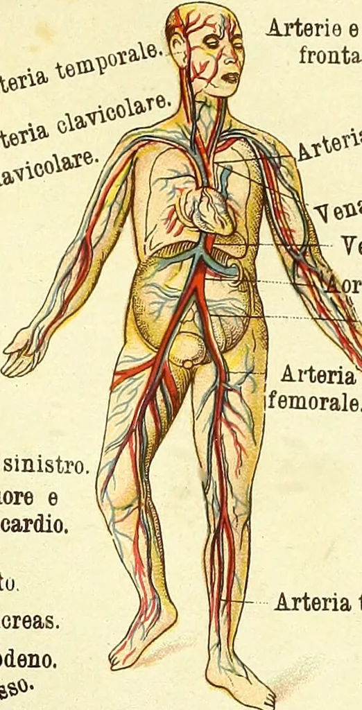 An illustration from La nuova medicina natural : trattato d'insegnamento e di consultazione sul metodo di curare e di guarire le malattie seguendo le leggi di natura / di F.E. Bilz., 1895, leaf 29
