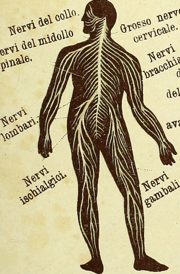 An illustration from La nuova medicina natural : trattato d'insegnamento e di consultazione sul metodo di curare e di guarire le malattie seguendo le leggi di natura / di F.E. Bilz., 1895, leaf 29