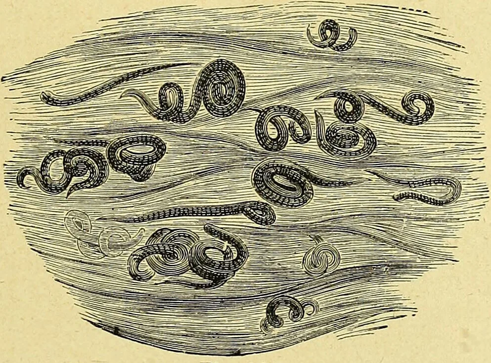 An illustration from La nuova medicina natural : trattato d'insegnamento e di consultazione sul metodo di curare e di guarire le malattie seguendo le leggi di natura / di F.E. Bilz., 1895, leaf 299