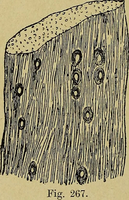 An illustration from La nuova medicina natural : trattato d'insegnamento e di consultazione sul metodo di curare e di guarire le malattie seguendo le leggi di natura / di F.E. Bilz., 1895, leaf 322