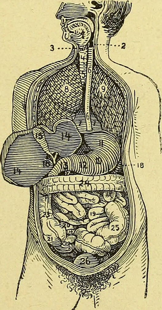 An illustration from La nuova medicina natural : trattato d'insegnamento e di consultazione sul metodo di curare e di guarire le malattie seguendo le leggi di natura / di F.E. Bilz., 1895, leaf 379