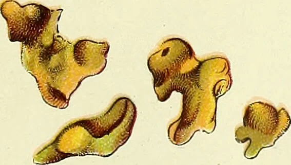 An illustration from La nuova medicina natural : trattato d'insegnamento e di consultazione sul metodo di curare e di guarire le malattie seguendo le leggi di natura / di F.E. Bilz., 1895, leaf 43