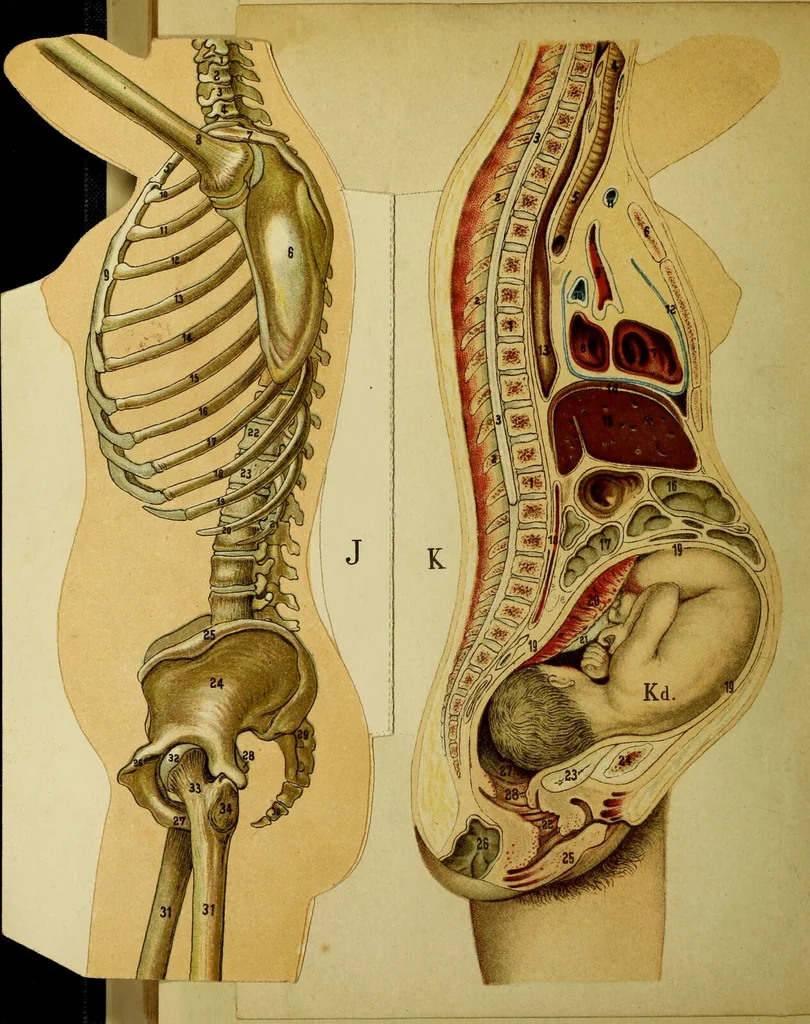 An illustration from La nuova medicina natural : trattato d'insegnamento e di consultazione sul metodo di curare e di guarire le malattie seguendo le leggi di natura / di F.E. Bilz., 1895, leaf 454