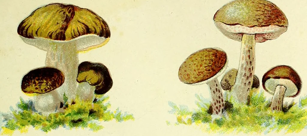 An illustration from La nuova medicina natural : trattato d'insegnamento e di consultazione sul metodo di curare e di guarire le malattie seguendo le leggi di natura / di F.E. Bilz., 1895, leaf 81