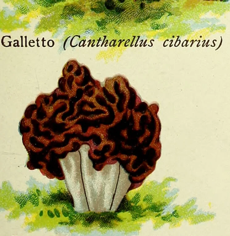 An illustration from La nuova medicina natural : trattato d'insegnamento e di consultazione sul metodo di curare e di guarire le malattie seguendo le leggi di natura / di F.E. Bilz., 1895, leaf 81