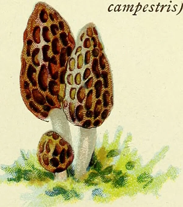 An illustration from La nuova medicina natural : trattato d'insegnamento e di consultazione sul metodo di curare e di guarire le malattie seguendo le leggi di natura / di F.E. Bilz., 1895, leaf 81