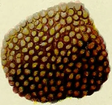 An illustration from La nuova medicina natural : trattato d'insegnamento e di consultazione sul metodo di curare e di guarire le malattie seguendo le leggi di natura / di F.E. Bilz., 1895, leaf 81