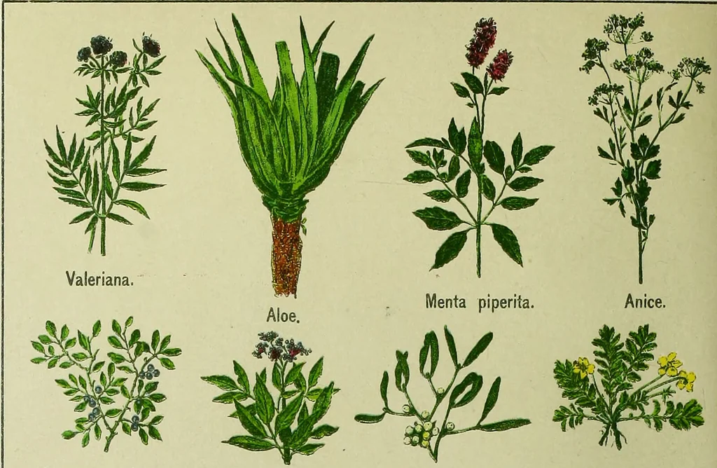 An illustration from La nuova medicina natural : trattato d'insegnamento e di consultazione sul metodo di curare e di guarire le malattie seguendo le leggi di natura / di F.E. Bilz., 1895, leaf 84