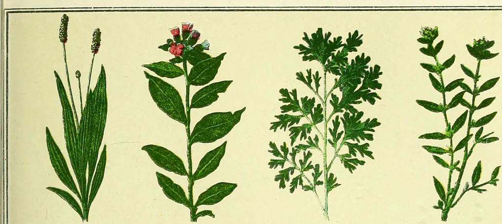 An illustration from La nuova medicina natural : trattato d'insegnamento e di consultazione sul metodo di curare e di guarire le malattie seguendo le leggi di natura / di F.E. Bilz., 1895, leaf 85