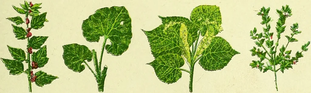 An illustration from La nuova medicina natural : trattato d'insegnamento e di consultazione sul metodo di curare e di guarire le malattie seguendo le leggi di natura / di F.E. Bilz., 1895, leaf 85