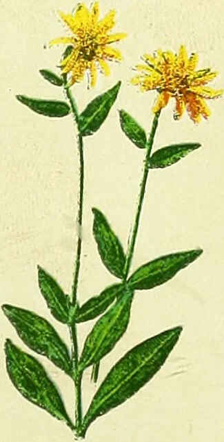 An illustration from La nuova medicina natural : trattato d'insegnamento e di consultazione sul metodo di curare e di guarire le malattie seguendo le leggi di natura / di F.E. Bilz., 1895, leaf 85