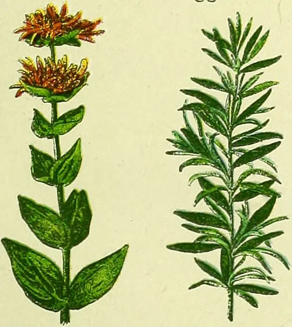 An illustration from La nuova medicina natural : trattato d'insegnamento e di consultazione sul metodo di curare e di guarire le malattie seguendo le leggi di natura / di F.E. Bilz., 1895, leaf 85