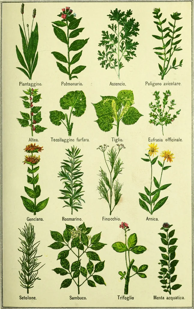 An illustration from La nuova medicina natural : trattato d'insegnamento e di consultazione sul metodo di curare e di guarire le malattie seguendo le leggi di natura / di F.E. Bilz., 1895, leaf 85