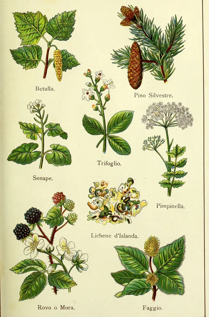 An illustration from La nuova medicina natural : trattato d'insegnamento e di consultazione sul metodo di curare e di guarire le malattie seguendo le leggi di natura / di F.E. Bilz., 1895, leaf 87