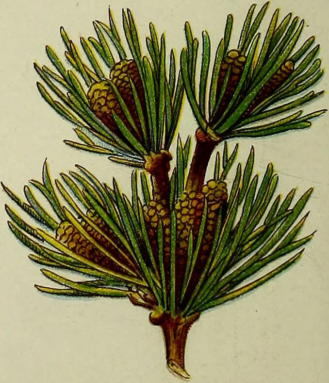An illustration from La nuova medicina natural : trattato d'insegnamento e di consultazione sul metodo di curare e di guarire le malattie seguendo le leggi di natura / di F.E. Bilz., 1895, leaf 90