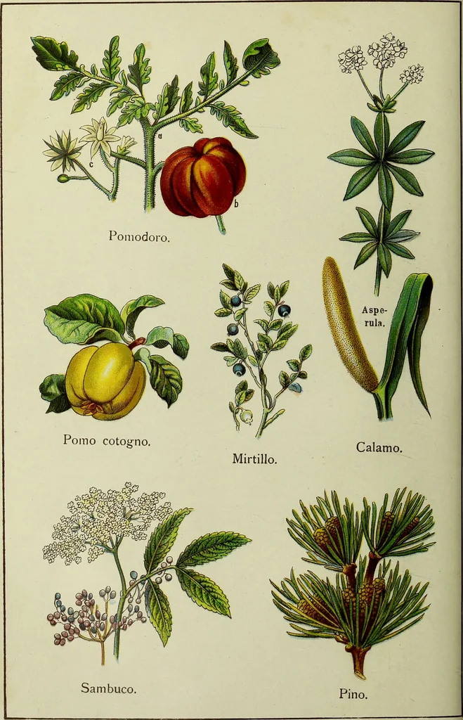 An illustration from La nuova medicina natural : trattato d'insegnamento e di consultazione sul metodo di curare e di guarire le malattie seguendo le leggi di natura / di F.E. Bilz., 1895, leaf 90