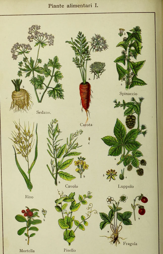 An illustration from La nuova medicina natural : trattato d'insegnamento e di consultazione sul metodo di curare e di guarire le malattie seguendo le leggi di natura / di F.E. Bilz., 1895, leaf 94
