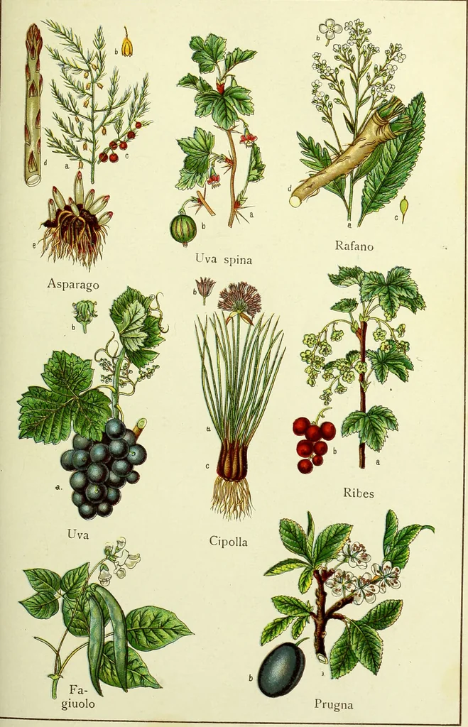 An illustration from La nuova medicina natural : trattato d'insegnamento e di consultazione sul metodo di curare e di guarire le malattie seguendo le leggi di natura / di F.E. Bilz., 1895, leaf 95
