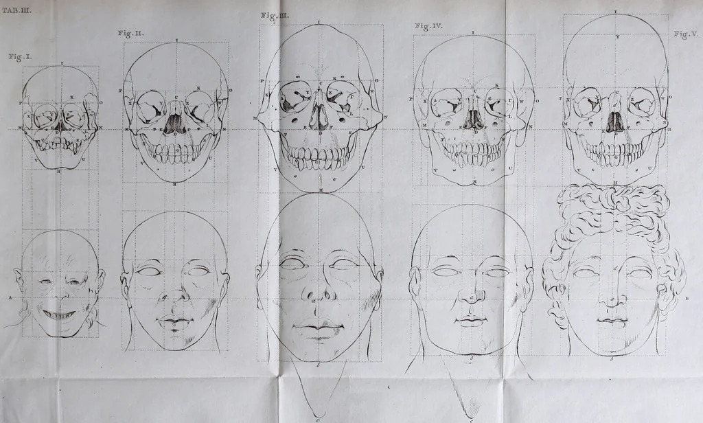 An illustration from Dissertation physique de Mr. Pierre Camper, sur les différences réelles que présentent les traits du visage chez les hommes de différents pays et de différents âges, sur le beau qui caractèrise les statues antiques et les pierres gravées : suivie de la proposition d'une nouvelle méthode pour déssiner toutes sortes de têtes humaines avec la plus grande sûreté / publiée après le décès de l'auteur par son fils Adrien Gilles Camper ; traduite du hollandois par Denis Bernard Quatremere d'Isjonval., 1791, leaf 135