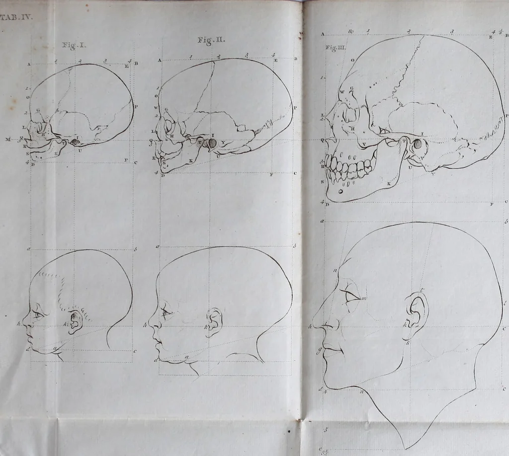 An illustration from Dissertation physique de Mr. Pierre Camper, sur les différences réelles que présentent les traits du visage chez les hommes de différents pays et de différents âges, sur le beau qui caractèrise les statues antiques et les pierres gravées : suivie de la proposition d'une nouvelle méthode pour déssiner toutes sortes de têtes humaines avec la plus grande sûreté / publiée après le décès de l'auteur par son fils Adrien Gilles Camper ; traduite du hollandois par Denis Bernard Quatremere d'Isjonval., 1791, leaf 137