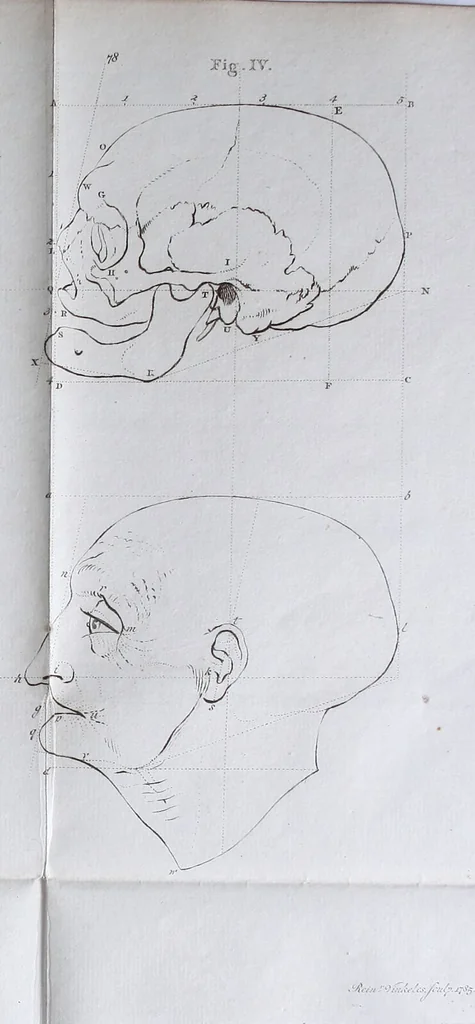 An illustration from Dissertation physique de Mr. Pierre Camper, sur les différences réelles que présentent les traits du visage chez les hommes de différents pays et de différents âges, sur le beau qui caractèrise les statues antiques et les pierres gravées : suivie de la proposition d'une nouvelle méthode pour déssiner toutes sortes de têtes humaines avec la plus grande sûreté / publiée après le décès de l'auteur par son fils Adrien Gilles Camper ; traduite du hollandois par Denis Bernard Quatremere d'Isjonval., 1791, leaf 137