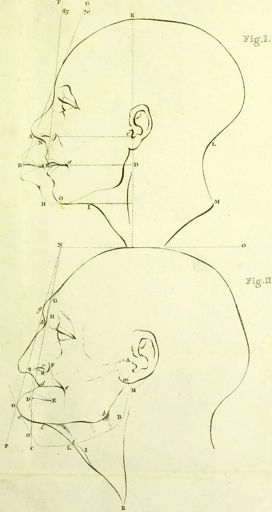 An illustration from Dissertation physique de Mr. Pierre Camper, sur les différences réelles que présentent les traits du visage chez les hommes de différents pays et de différents âges, sur le beau qui caractèrise les statues antiques et les pierres gravées : suivie de la proposition d'une nouvelle méthode pour déssiner toutes sortes de têtes humaines avec la plus grande sûreté / publiée après le décès de l'auteur par son fils Adrien Gilles Camper ; traduite du hollandois par Denis Bernard Quatremere d'Isjonval., 1791, leaf 141