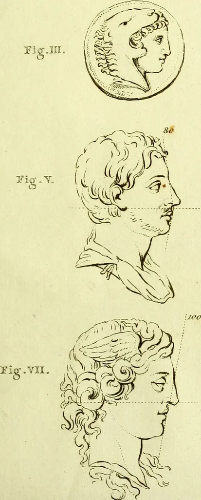 An illustration from Dissertation physique de Mr. Pierre Camper, sur les différences réelles que présentent les traits du visage chez les hommes de différents pays et de différents âges, sur le beau qui caractèrise les statues antiques et les pierres gravées : suivie de la proposition d'une nouvelle méthode pour déssiner toutes sortes de têtes humaines avec la plus grande sûreté / publiée après le décès de l'auteur par son fils Adrien Gilles Camper ; traduite du hollandois par Denis Bernard Quatremere d'Isjonval., 1791, leaf 147