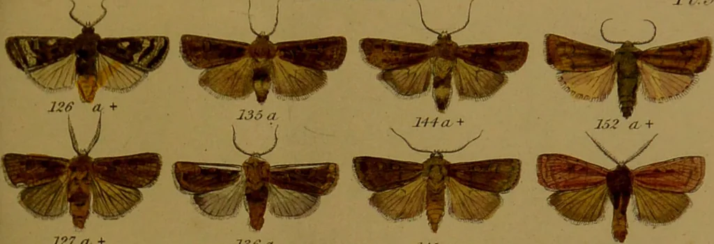 An illustration from Index entomologicus, or, A complete illustrated catalogue, consisting of upwards of two thousand accurately coloured figures of the lepidopterous insects of Great Britain / by W. Wood., 1854, leaf 107