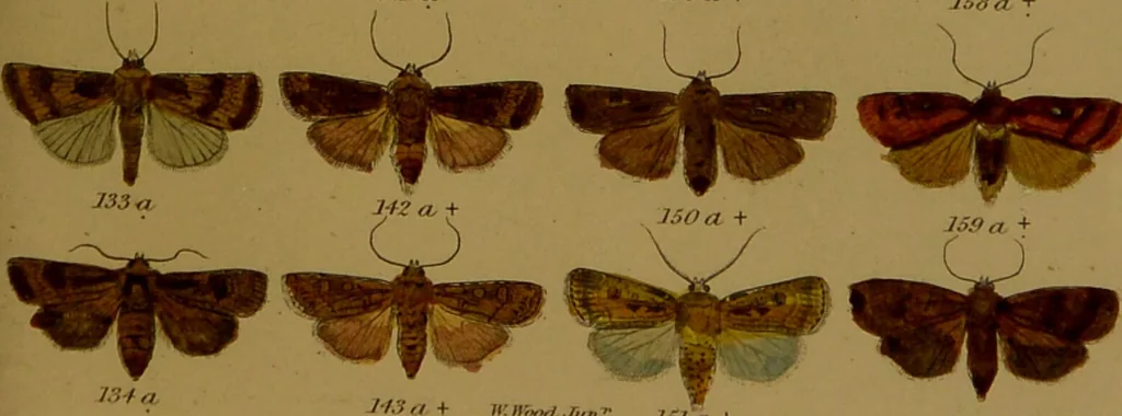 An illustration from Index entomologicus, or, A complete illustrated catalogue, consisting of upwards of two thousand accurately coloured figures of the lepidopterous insects of Great Britain / by W. Wood., 1854, leaf 107