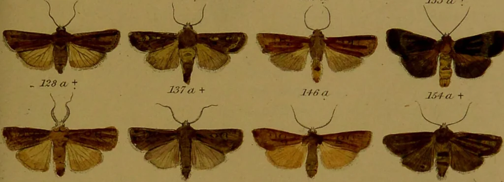 An illustration from Index entomologicus, or, A complete illustrated catalogue, consisting of upwards of two thousand accurately coloured figures of the lepidopterous insects of Great Britain / by W. Wood., 1854, leaf 107