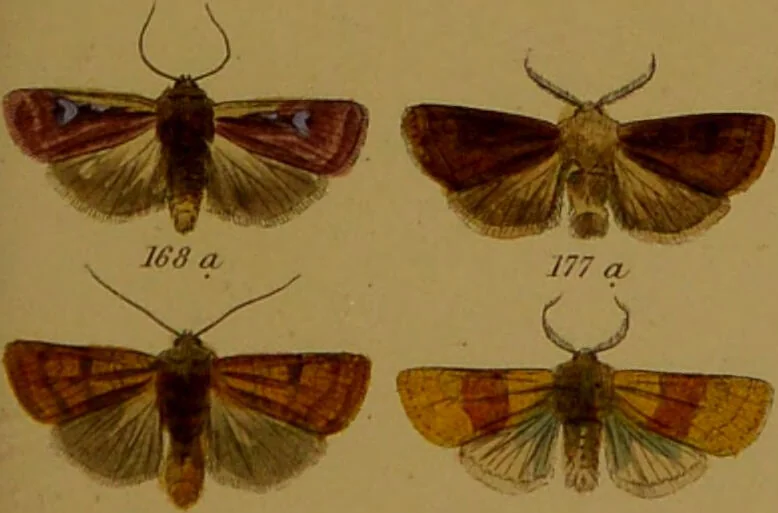 An illustration from Index entomologicus, or, A complete illustrated catalogue, consisting of upwards of two thousand accurately coloured figures of the lepidopterous insects of Great Britain / by W. Wood., 1854, leaf 115