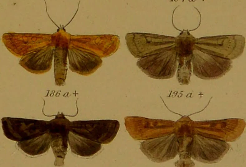 An illustration from Index entomologicus, or, A complete illustrated catalogue, consisting of upwards of two thousand accurately coloured figures of the lepidopterous insects of Great Britain / by W. Wood., 1854, leaf 115