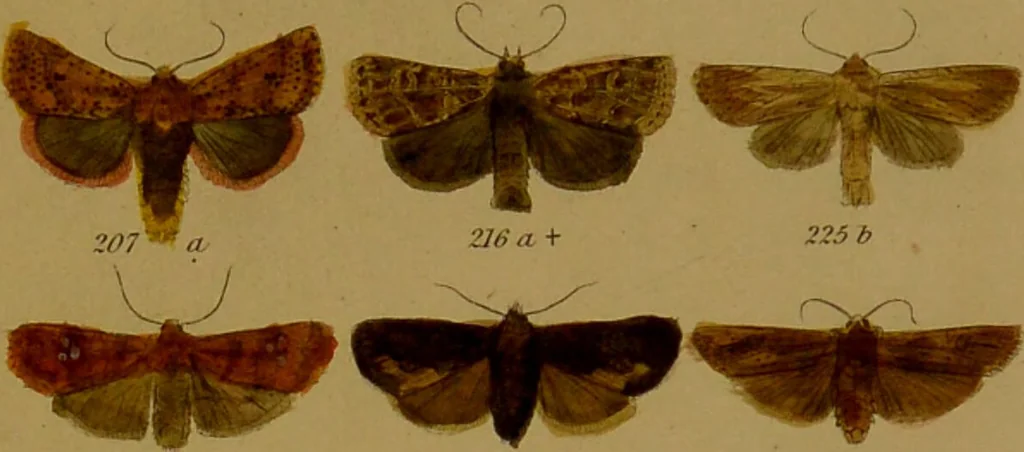 An illustration from Index entomologicus, or, A complete illustrated catalogue, consisting of upwards of two thousand accurately coloured figures of the lepidopterous insects of Great Britain / by W. Wood., 1854, leaf 127